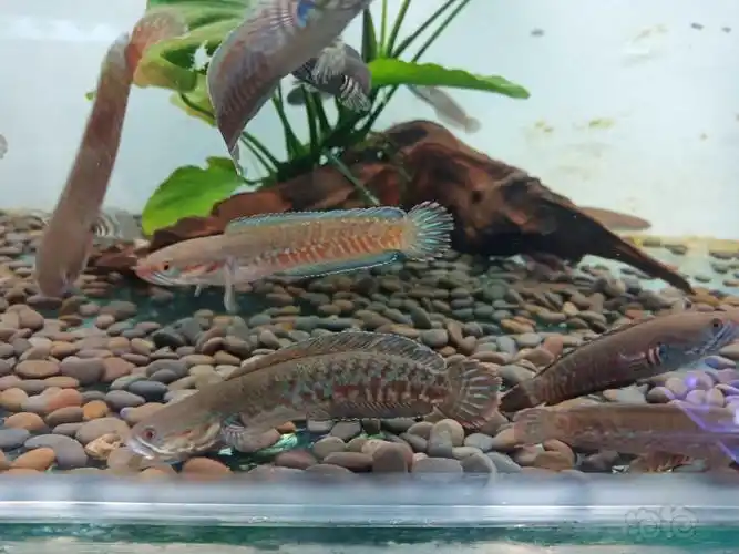 【雷龙】黄金眼镜蛇雷龙