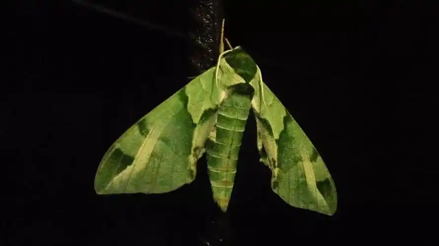 3种长得最有特色的蛾,其中一种体型庞大,外观极为吓人