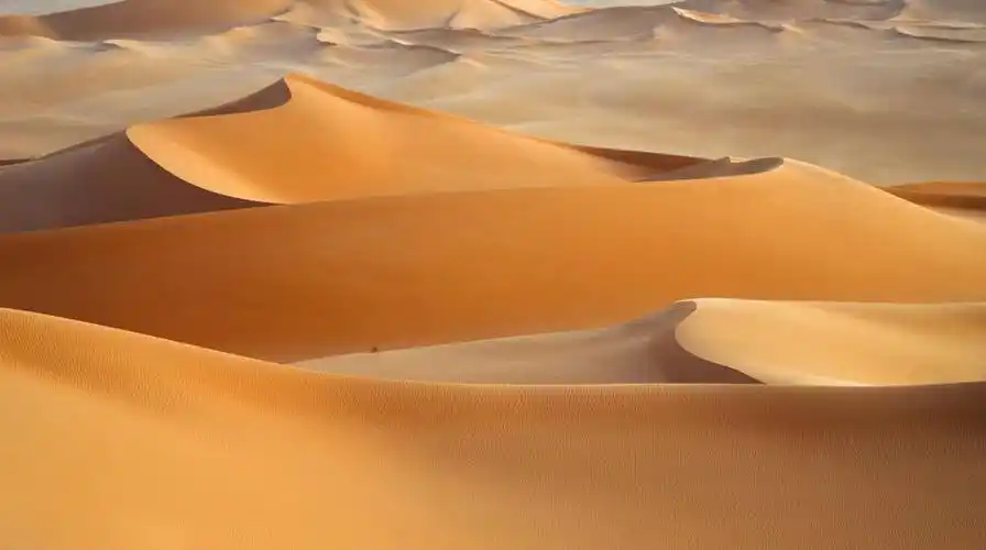 32张高清大图还原沙漠骆驼真实场景