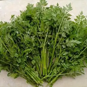 野芹菜新鲜野生安徽水芹菜小叶菜健康农家现挖野菜新鲜时令蔬菜