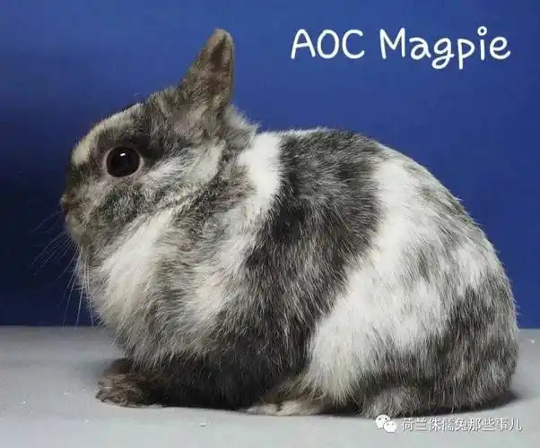 各种颜色的侏儒兔