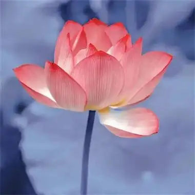 高清好看中老年荷花头像图片 年轻人可以用的微信荷花头像_植物头像