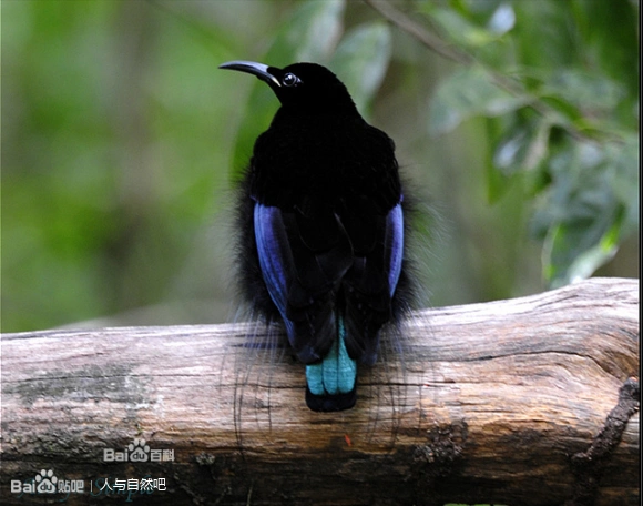 各种极乐鸟的图文转载