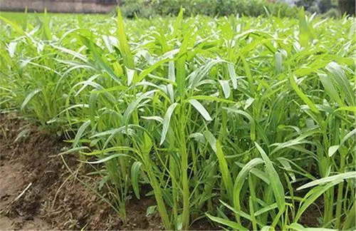 也可能是因为北方的天气过于寒冷,不适合空心菜的生长,因此很多种植户