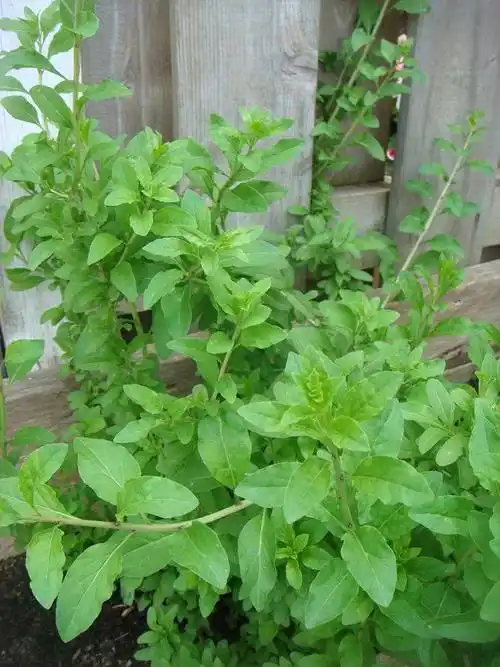 不仅如此枸杞菜的做法也是多种多样