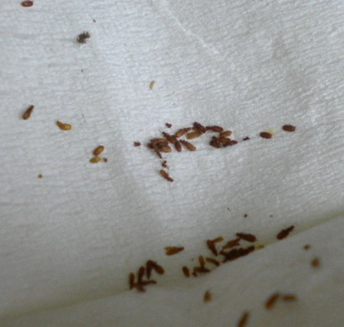 书虱的特性及防治措施! - 简书