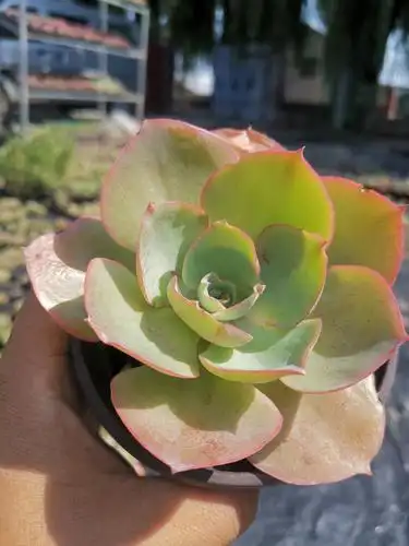 达芬奇密码薄叶多肉萌肉新手多肉植物