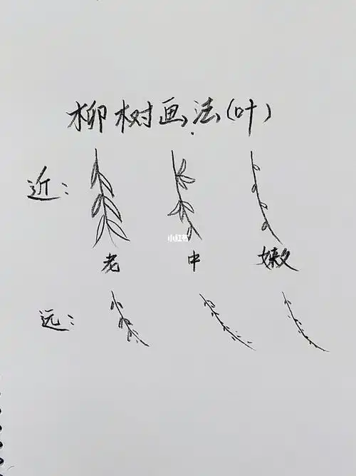 柳树画法详解干货一看就会