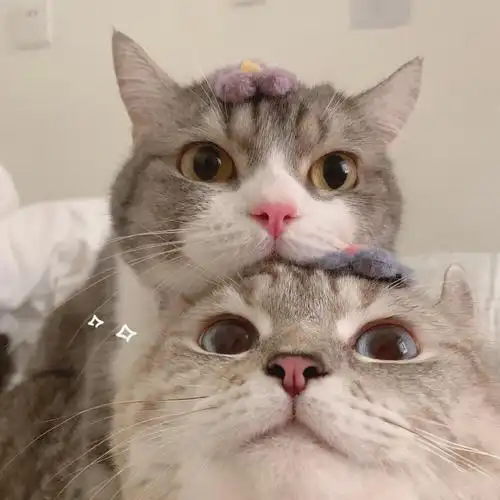 沙雕可爱 情侣头像猫咪情头 动物情头