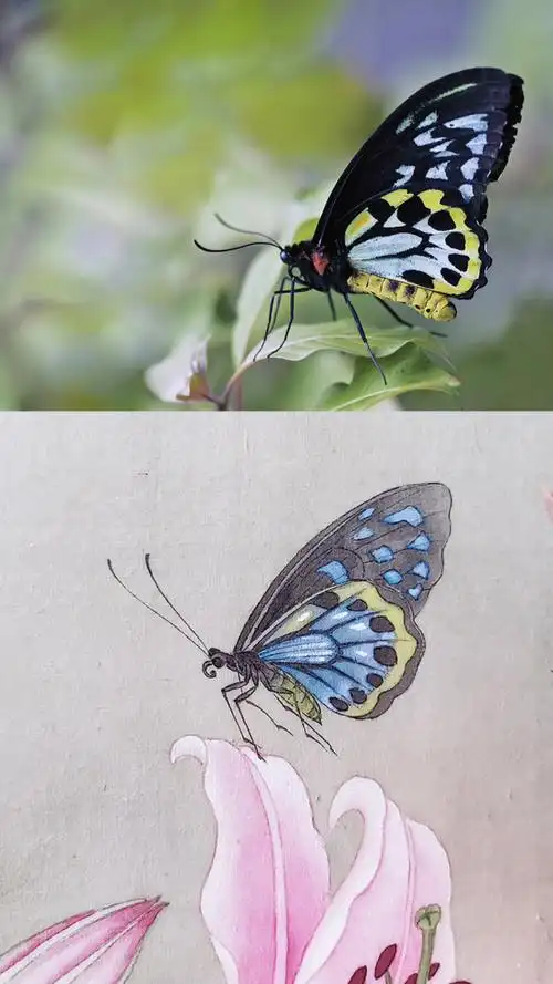 工笔蝴蝶继续画#国画#工笔画