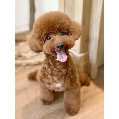 门店造型|日系泰迪头|milieu2022