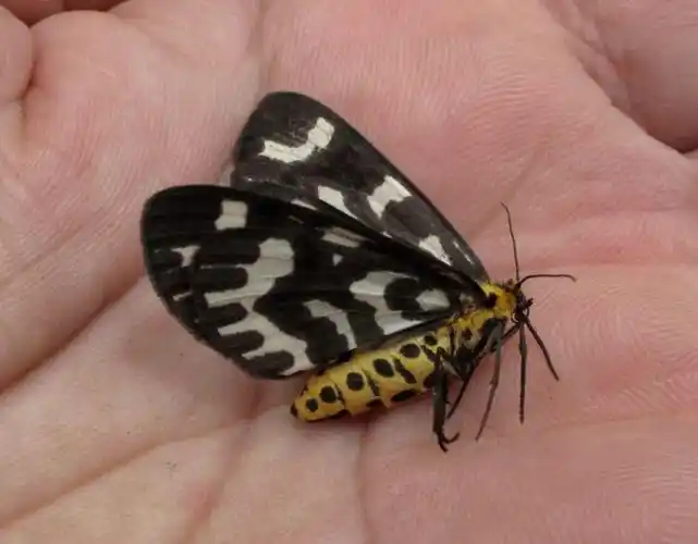 红色飞蛾有毒吗(龙观山野千姿百态的蛾子们)_哪里拼网