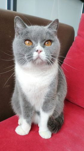 888亏本领养纯种血统英短蓝白  一岁大猫猫 拒绝繁殖,找个人家养