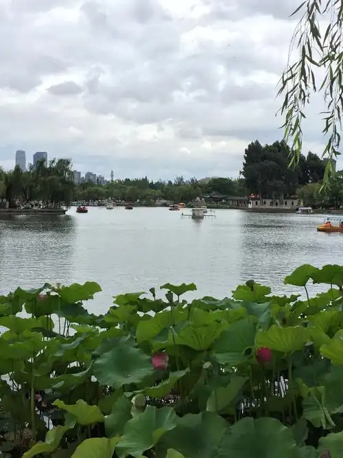 昆明大观楼公园一夏日荷塘美景