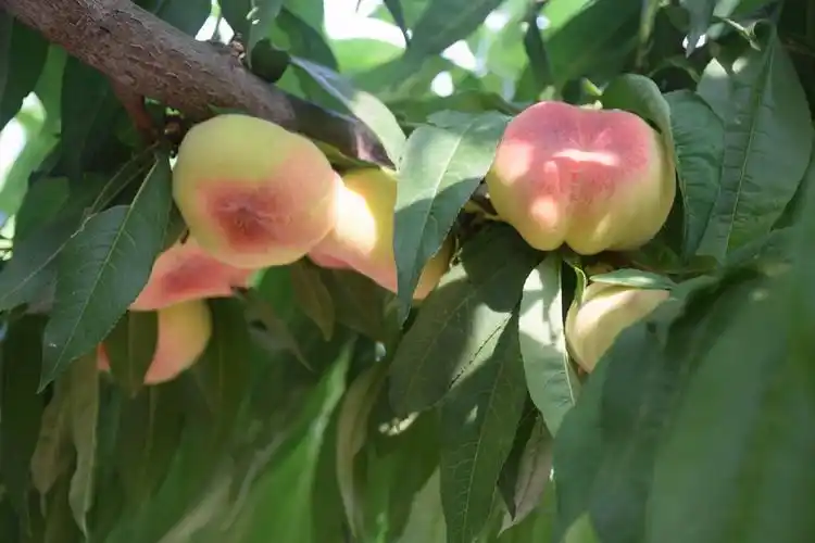 20200620东辛庄的蟠桃园!