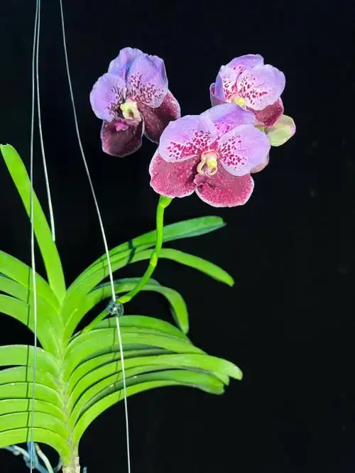 vandabh626粉色深红色双色大花万代兰