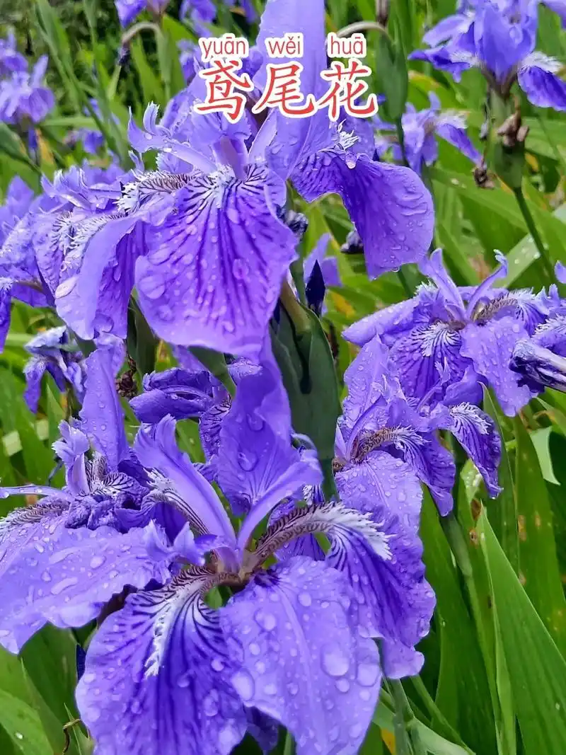 鸢尾花型与蝴蝶相似,有着暗中思念的花语.