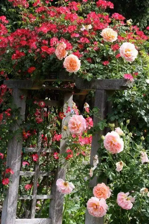 向往的生活, 究竟, 长什么样?