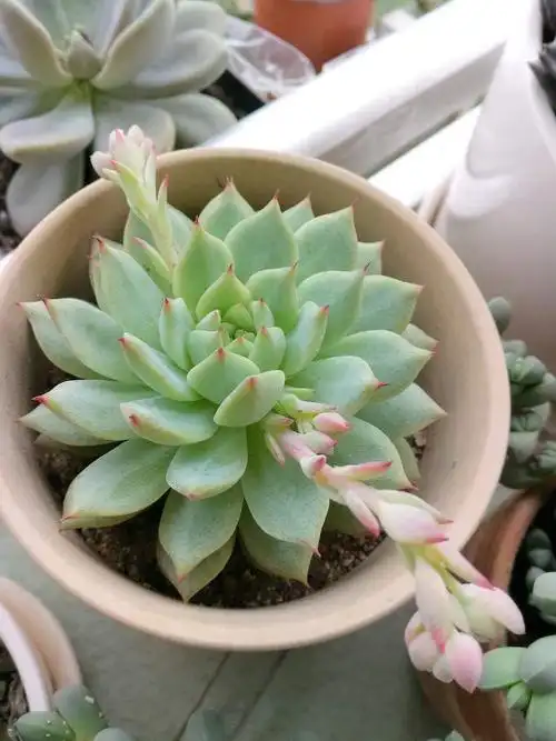 尘世土著的相册-多肉和仙人掌