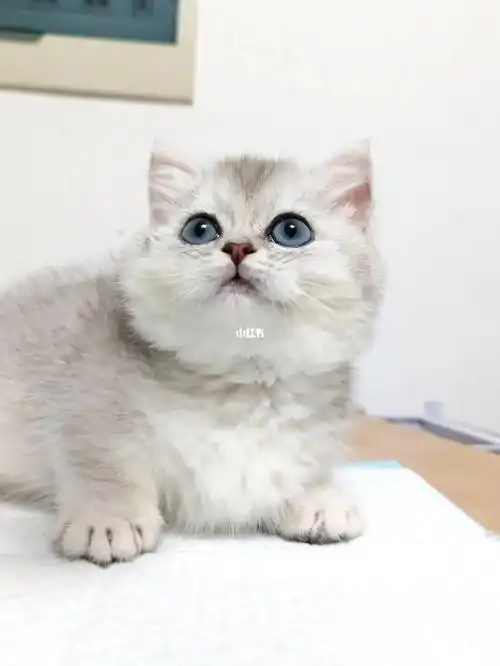 如果是蓝色的说明是纯种猫,银渐层的眼睛比较圆润, 初生银渐层的眼色