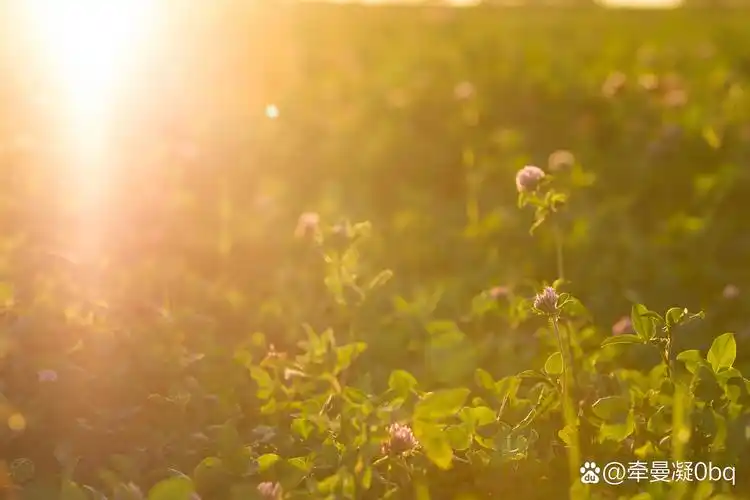 愿我们的生活永远充满阳光和温暖. "520遇小满",愿我们的