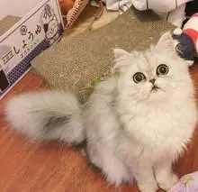 纯种金吉拉幼猫金吉拉猫矮脚纯白拿破仑曼基康长猫猫咪活物小猫咪