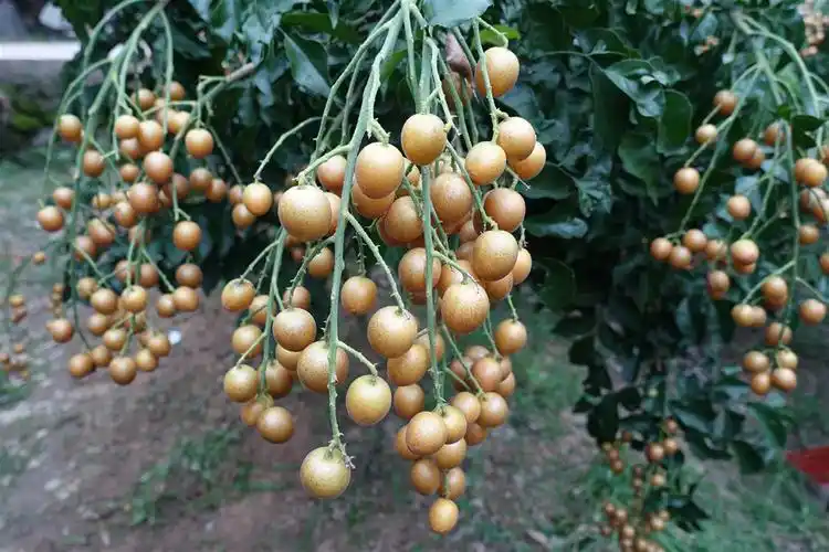 海南新品种黑黄皮优点