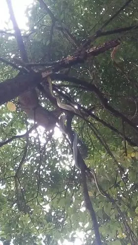 危险曲靖一小区旁的树上惊现多条蛇吓坏不少市民