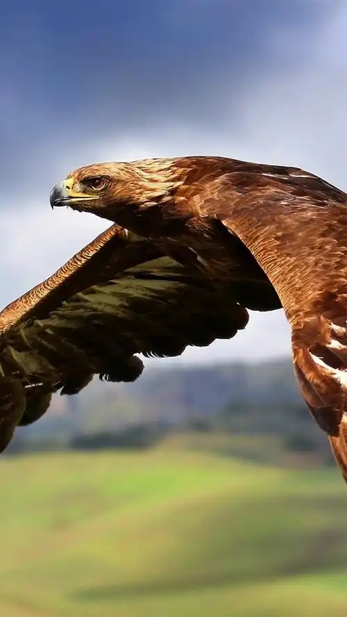 首页 动物与鸟 雄鹰iphone 壁纸:750x1334 (iphone 8/7/6/6s)
