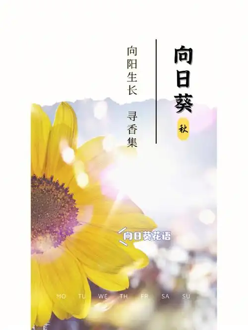 向日葵花语入目无他人四下皆是你