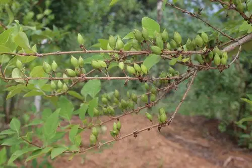 探寻连翘发展新思路,提升连翘种植新理念——记克城镇赴安泽县考察连