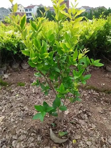 金森女贞有哪些特点?