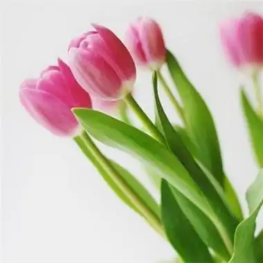 2022超级唯美郁金香花头像大全那些认真的美好都一闪而过