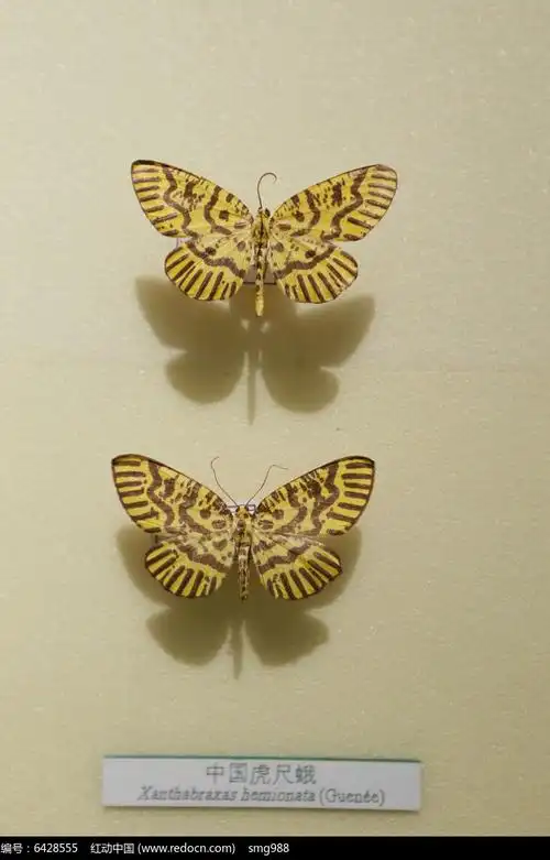 昆虫蛾类中国虎尺蛾标本