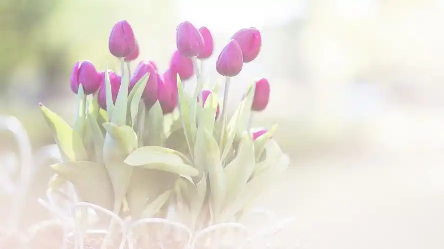 郁金香盆栽壁纸