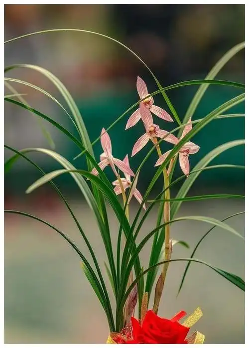 兰花花卉图片(兰花花卉图片大全)