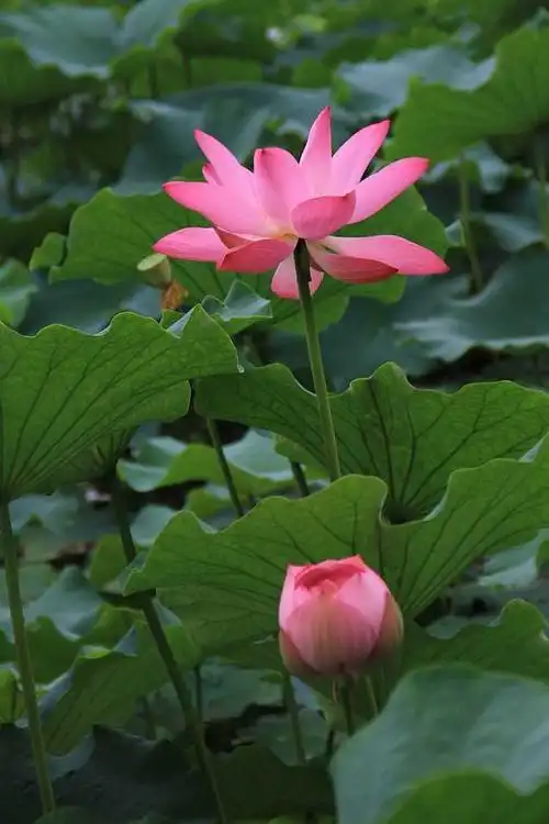心如止水荷花头像_第1页