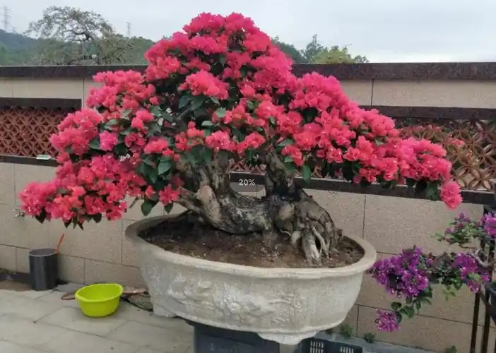 图为:漳州花企培植的三角梅造型产品程溪镇东马村是漳州中式盆景