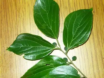 朴树叶简笔画榉树树叶简笔画36种树叶的画法简笔画图片各种树叶简笔画