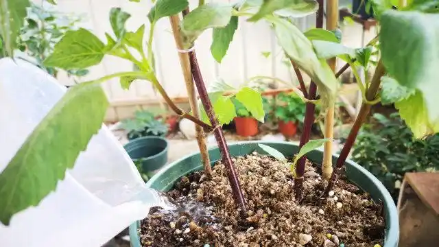 养大丽花幼苗,浇水不注意这一点,特别容易徒长