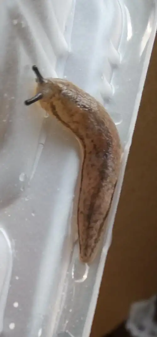 这是无壳蜗牛吗?