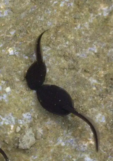 世界上最大的蝌蚪,长25厘米,变成青蛙后却让人无语了!