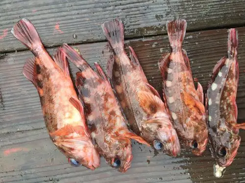 野生海钓海捕 虎头鱼小红斑 补钙第一鱼 一斤88元 3斤起包邮