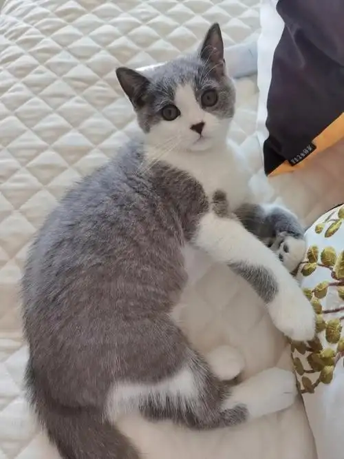 三个月的仔仔三斤三两,调皮升级#英短蓝白