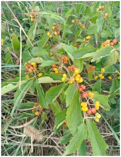 扁担杆又称孩儿拳,你小时候吃过吗?