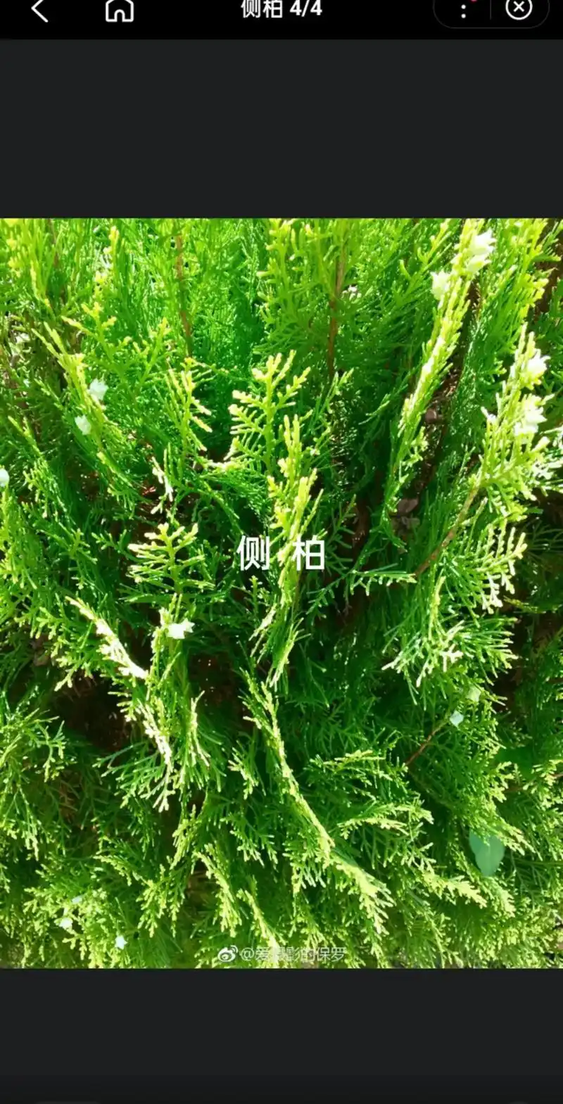 侧柏,我国珍贵树种.柏科侧柏属常绿乔木.其叶,交互对 - 抖音