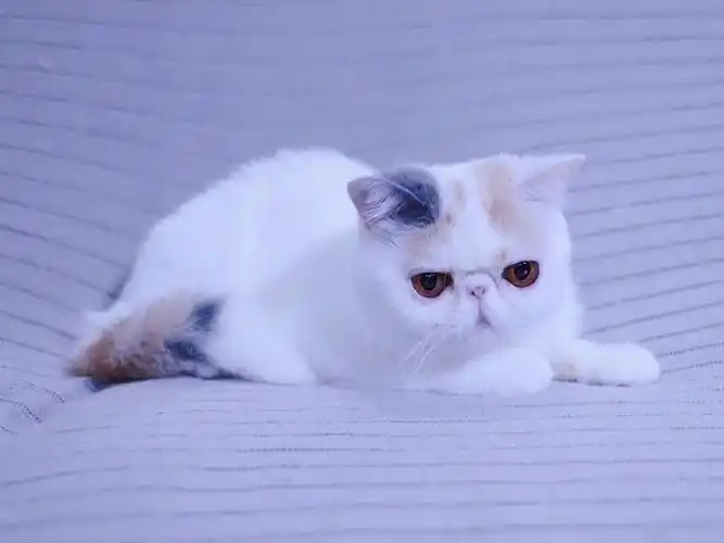 软萌的浅三花加菲猫妹妹