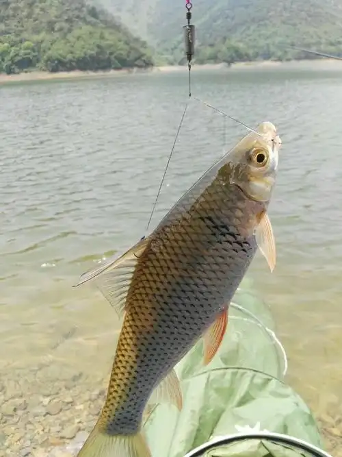九坑河就是坑,坑到我怕 钓鱼王饵料钓鲮鱼