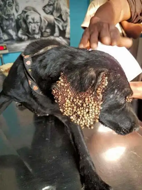 可怜狗狗被发现被"上万可怕吸血虫"慢慢吃掉