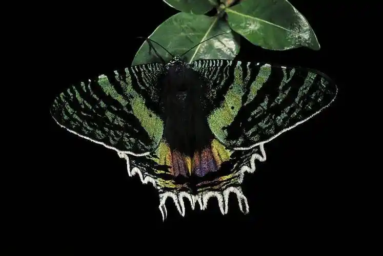 这年头真是什么邻居都有